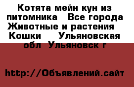 Котята мейн-кун из питомника - Все города Животные и растения » Кошки   . Ульяновская обл.,Ульяновск г.